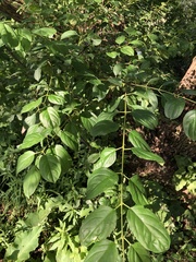 Rhamnus cathartica