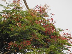 Pterolobium hexapetalum
