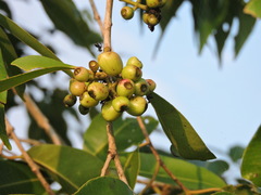 Syzygium fruticosum
