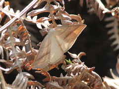 Petrophora chlorosata