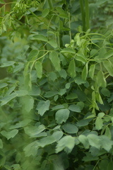 Thalictrum aquilegiifolium