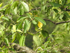 Terminalia chebula