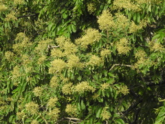 Terminalia paniculata