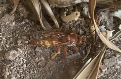 Sphecius convallis
