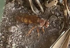 Sphecius convallis