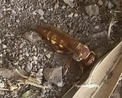 Sphecius convallis