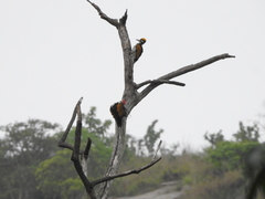 Chrysocolaptes festivus