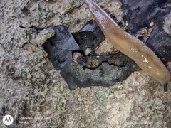 Piesocorynus