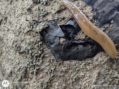 Piesocorynus