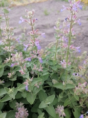 Nepeta nervosa