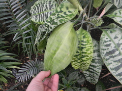 Dracaena goldieana