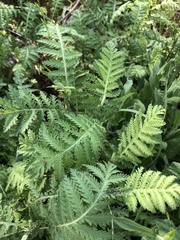 Tanacetum vulgare