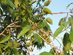 Syzygium fruticosum