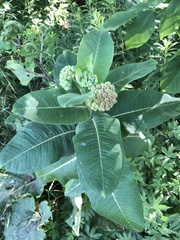 Asclepias syriaca