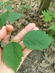 Crataegus macrosperma