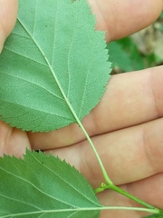 Crataegus macrosperma