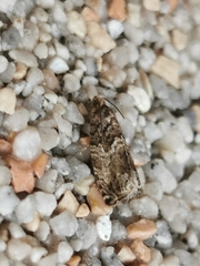 Lepidoptera