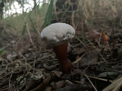 Ganoderma martinicense