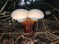 Ganoderma martinicense