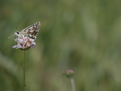 Pyrgus onopordi