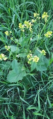 Rhamphospermum arvense