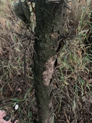 Ganoderma martinicense