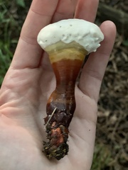 Ganoderma martinicense