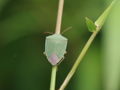 Halyabbas unicolor