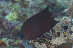 Acanthochromis polyacanthus