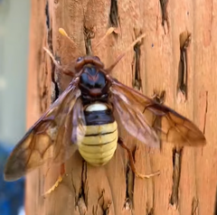 Cimbex pacificus