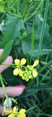 Rhamphospermum arvense