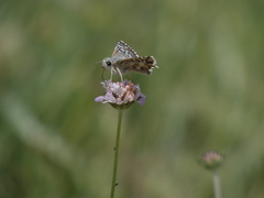 Pyrgus onopordi