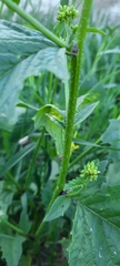 Rhamphospermum arvense
