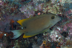 Ctenochaetus tominiensis