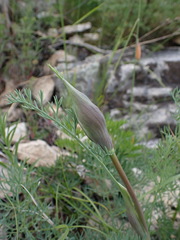 Phlojodicarpus sibiricus