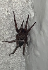 Scotophaeus