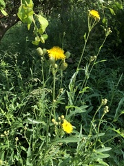 Sonchus arvensis