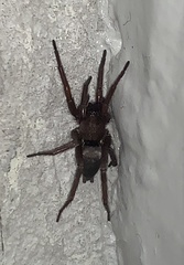 Scotophaeus
