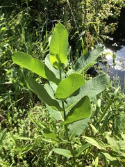 Asclepias syriaca
