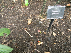 Dracaena goldieana