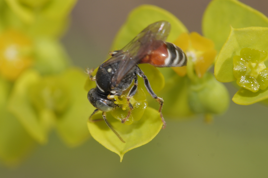 Harpactus elegans