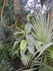 Dracaena goldieana