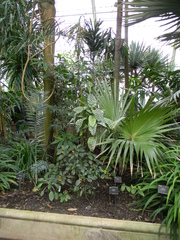 Dracaena goldieana