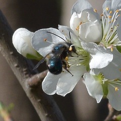 Osmia ribifloris ribifloris