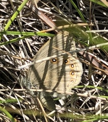 Coenonympha haydenii