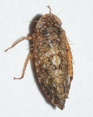 Phlepsius intricatus