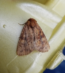 Perigea xanthioides