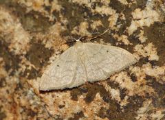 Idaea litigiosaria