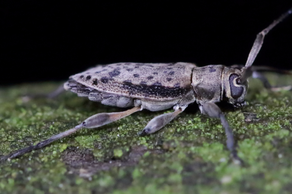 Hyperplatys maculatus