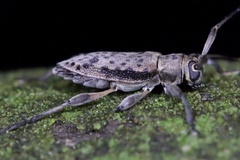 Hyperplatys maculatus